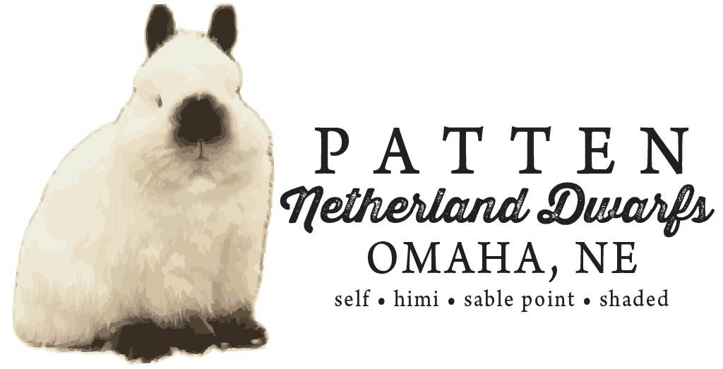 Patten Netherland Dwarfs